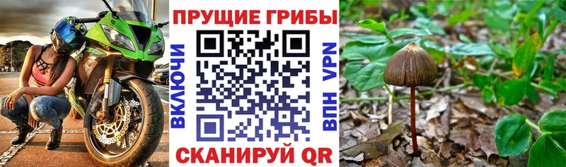 Галлюциногенные грибы Psilocybine cubensis  закладки  Кремёнки 